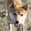 犬は写真を見ただけ…