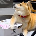 ドッグフードが入っ…