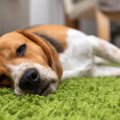 犬がピクリとも『動…