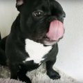 熟睡している犬の鼻…