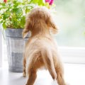 あなたの愛犬はどの…