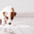 愛犬がトイレを失敗…