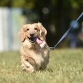 犬の散歩中『絶対に…