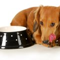 犬の『食器』がヌル…