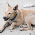 実際に起こった「狂…