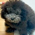 『お店で売れ残って…