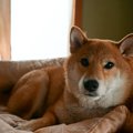 狭い家でも犬は飼え…