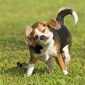 犬が本気で嫌がって…