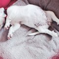 犬が見せる『ごめん…