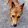 突然現れた野良犬を…