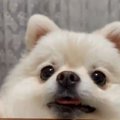 ポメさんの無限「ヒ…