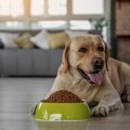 愛犬のダイエット～…