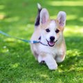 犬はどのくらいの距…