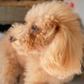 犬が『おやつ』に無…