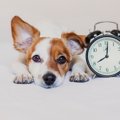 犬に留守番を12時間させても大丈夫？リスクと注意点を解説