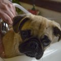 犬のシャンプーのお…