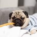 犬の『運動不足』がN…