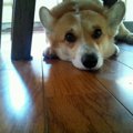 犬の健康診断！自宅…