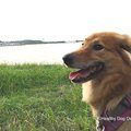 犬の気持ちを知るた…