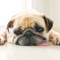 犬の顔や表情で体調…