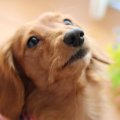 室内犬がテリトリー…