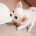 子犬のしつけはどん…