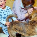 犬と子供が『入院し…