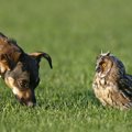 犬と一緒に飼っては…