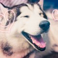 犬が親しみやすいと…