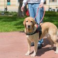 イギリスの盲導犬チ…