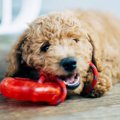 犬の飼い主が買いが…