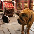 犬同士が目を合わせ…