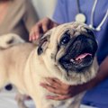 犬のウイルス性イボ…