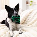犬にオススメな『手…