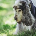 犬の『震えが止まら…