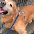 やだやだやだー！駄…