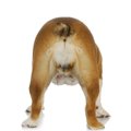 犬がおしりを舐める…