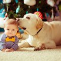 犬が人間の赤ちゃん…