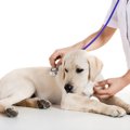 シニア犬に多く見ら…