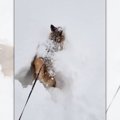 雪が降ると...全身で…