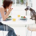 犬を飼っていてよか…