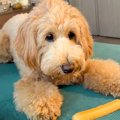 チーズを守る犬→誤っ…