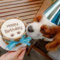 愛犬を喜ばせる『誕…