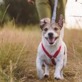 犬の飼い主が今すぐ…