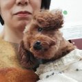怖がりな性格のトイ…