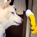 息子が犬と『パンチ…