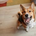 犬は『飼い主の休日…
