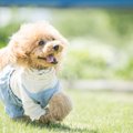 ペットシッターに愛…
