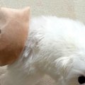 『犬がおもちゃを持…