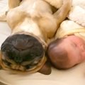 犬が赤ちゃんに『添…